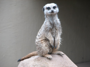 compare meerkat 2