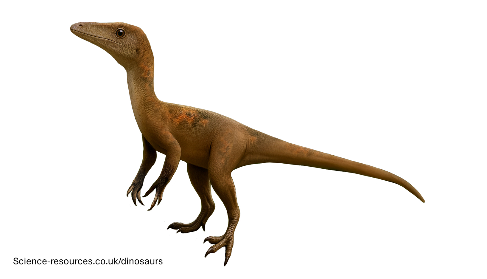 compsognathus image