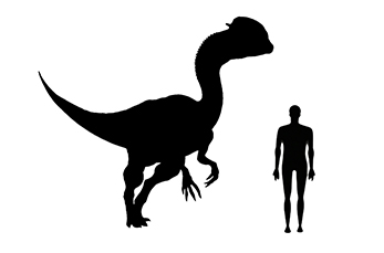 Dilophosaurus size compared to an adult human.