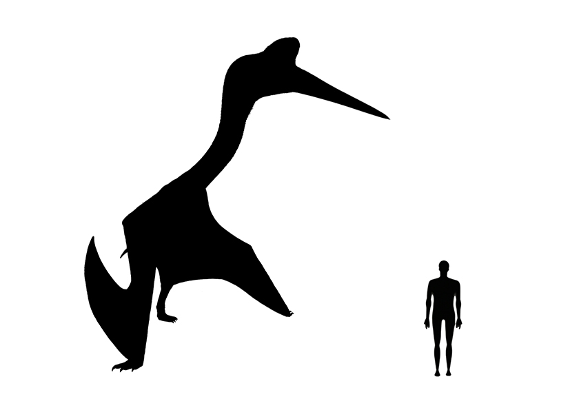 Quetzalcoatlus size compared to a human adult.