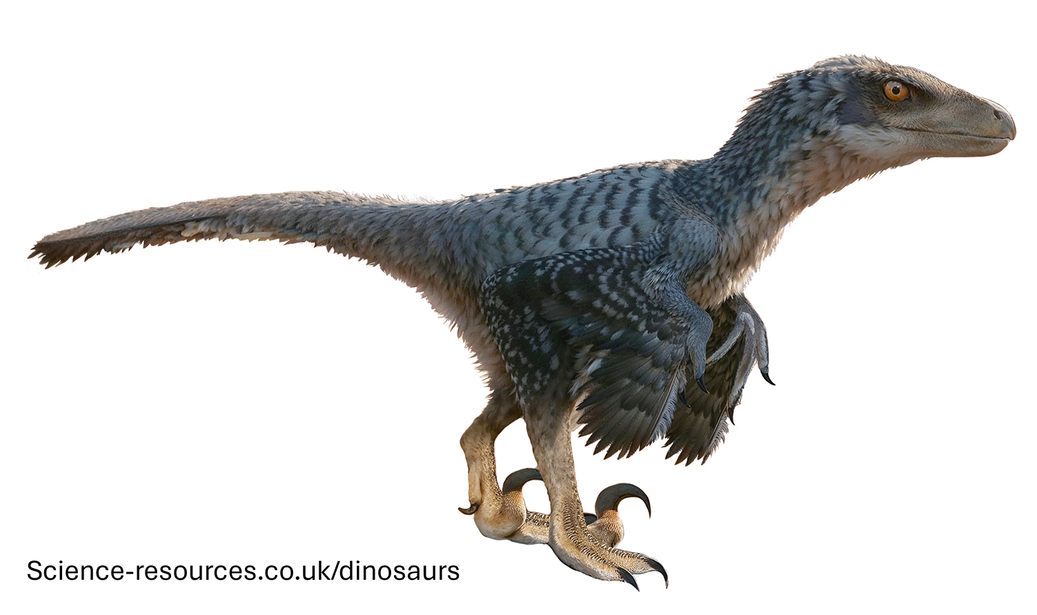 An realistic depiction of a feathered Velociraptor dinosaur.