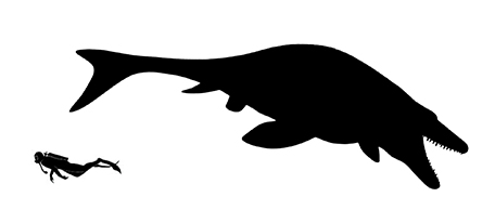 Mosasaurus size compared to an adult human.